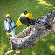 Best Lawn Disease Treatment  in Parksdale, CA