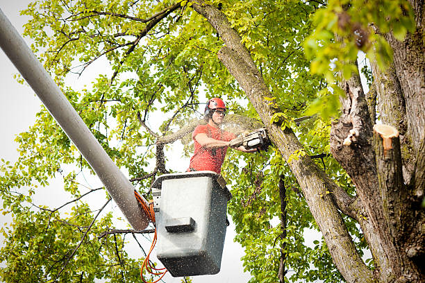 How Our Tree Care Process Works  in  Parksdale, CA